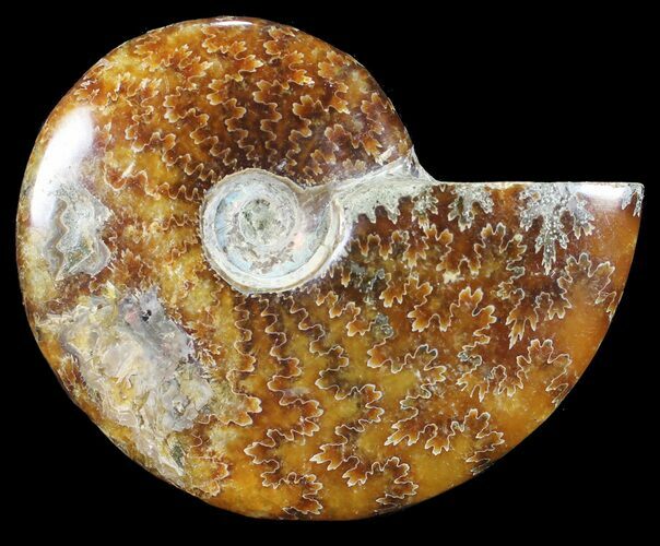 Polished, Agatized Ammonite (Cleoniceras) - Madagascar #54715